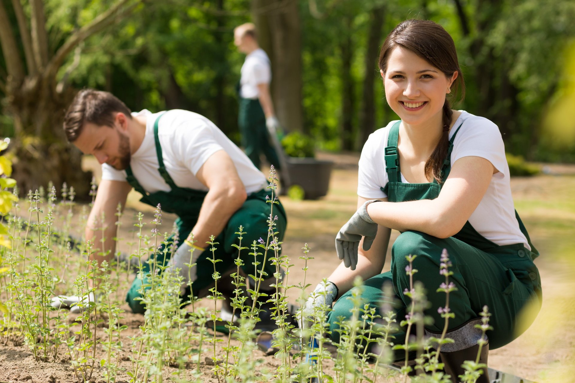 Professional landscaping team at work